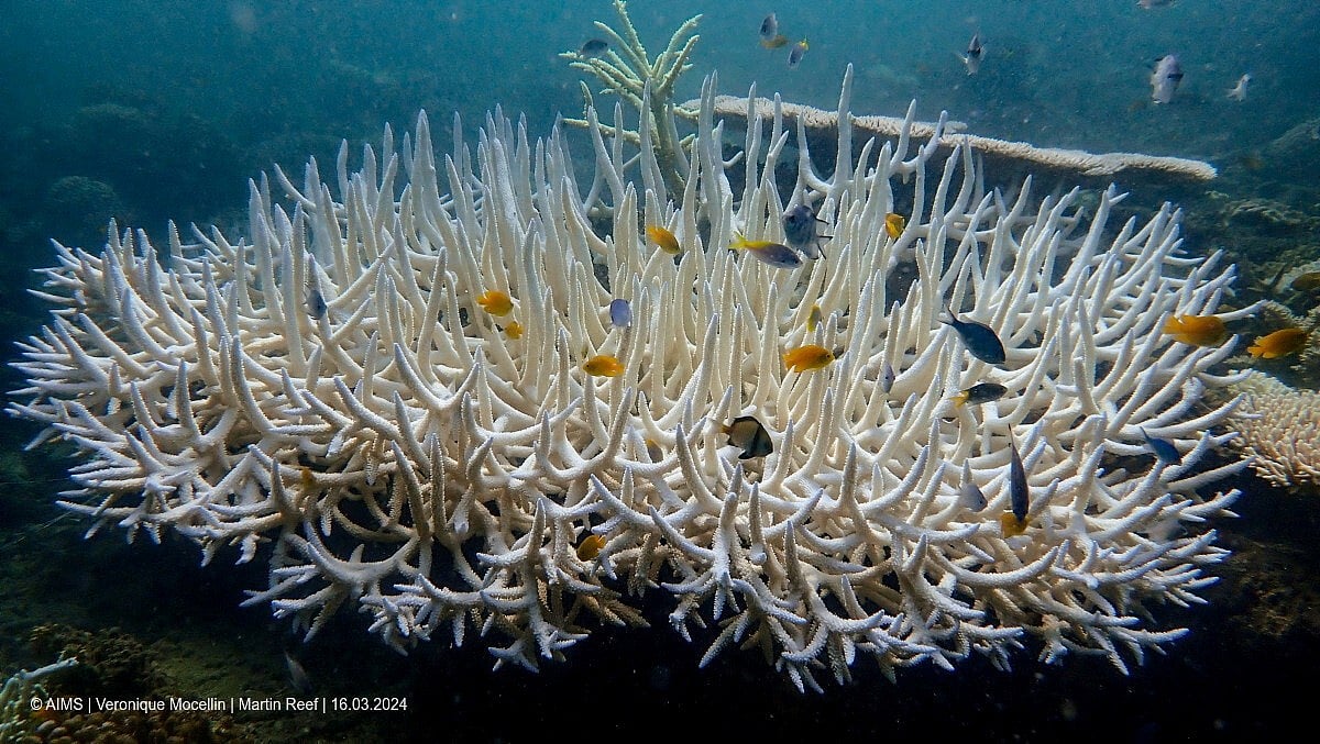 Coral reefs suffer fourth global bleaching event, NOAA says