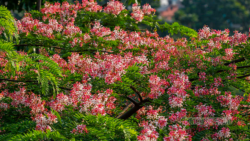 Both foreign and domestic flowers can be seen near Dhaka’s Hatirjheel. The Cassia javanica, or Burmese golden flower, can be seen throughout the area.