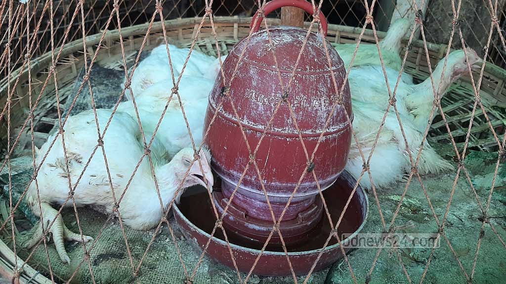 Poultry farmers, traders fear losses as chickens die, eggs rot in extreme heat