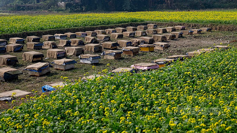 A business named “Khan Organic” has set up rows of boxes beside mustard fields in Manikganj's Singair to collect honey. They will harvest honey for one month during the mustard season. Photo:  Mahmud Zaman Ovi