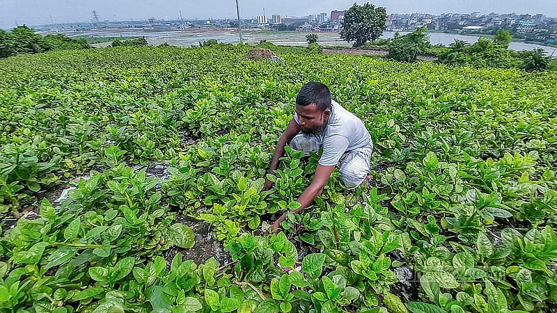 Farmers are harvesting water spinach grown in the landfill. This vegetable is sold in the surrounding areas of Jatrabari. Photo: Abdullah al Momin