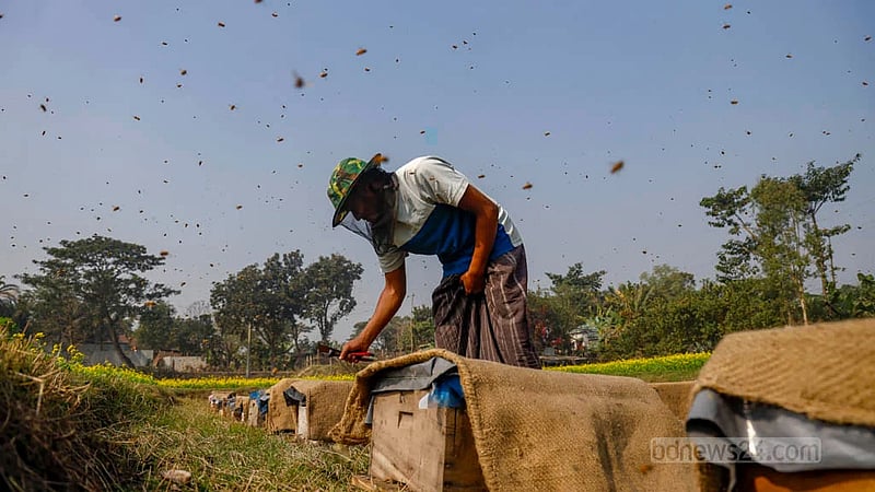 A farmer tends to a honeycomb inside a box placed beside a mustard field. Photo:  Mahmud Zaman Ovi
