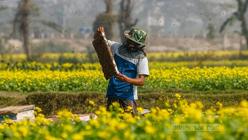 A farmer is busy with beekeeping and honey collection in a mustard field in Singair Upazila of Manikganj. Honey harvesting will end once the mustard season is over. Photo:  Mahmud Zaman Ovi