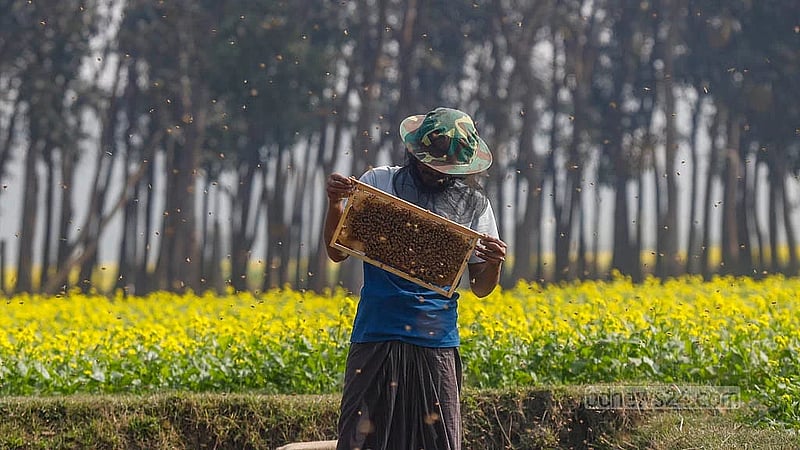 A farmer is busy with beekeeping and honey collection in a mustard field in Singair Upazila of Manikganj. Honey harvesting will end once the mustard season is over. Photo:  Mahmud Zaman Ovi