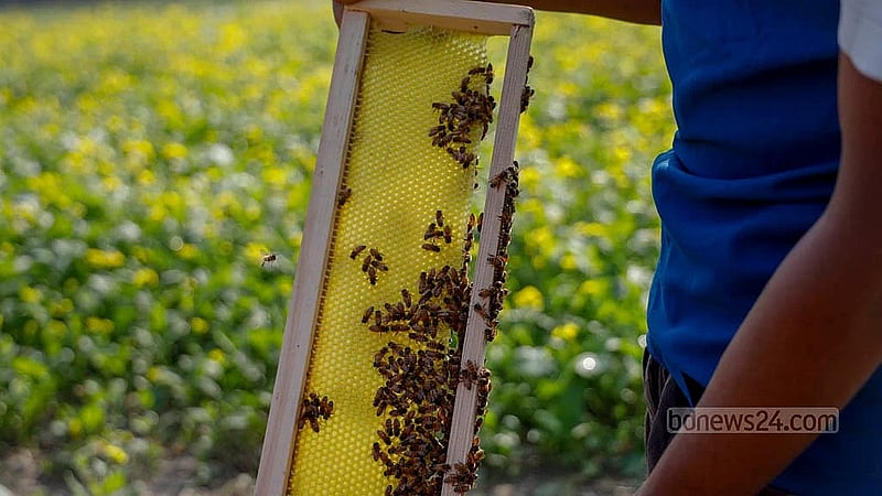 Usually, bees in a hive produce honey and lay eggs in the same comb. Under the new method, bees store honey in one comb, while eggs are laid and larvae hatch in another layer. Photo:  Mahmud Zaman Ovi
