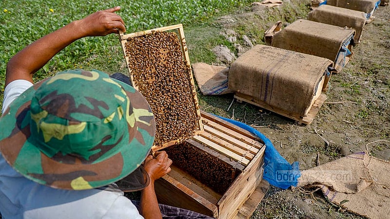A farmer checks whether honey has accumulated in a beehive placed beside a mustard field before breaking the comb  in Manikganj's Singair. Photo:  Mahmud Zaman Ovi