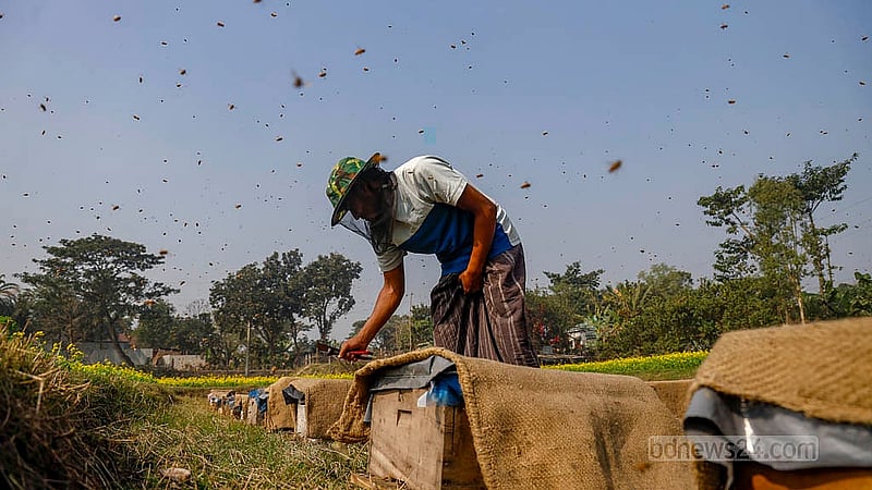 A farmer maintains a beehive placed beside a mustard field for honey collection in Manikganj’s Singair. Photo:  Mahmud Zaman Ovi