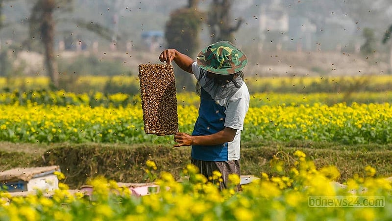 A farmer is busy with beekeeping and honey collection in a mustard field in Singair Upazila of Manikganj. Honey harvesting will end once the mustard season is over. Photo:  Mahmud Zaman Ovi