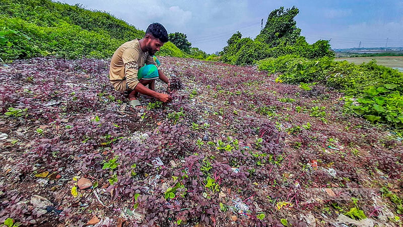 A person has harvested red amaranth grown in the landfill at Matuail, which is sold in the market for Tk 8-10 per bundle. Photo: Abdullah al Momin