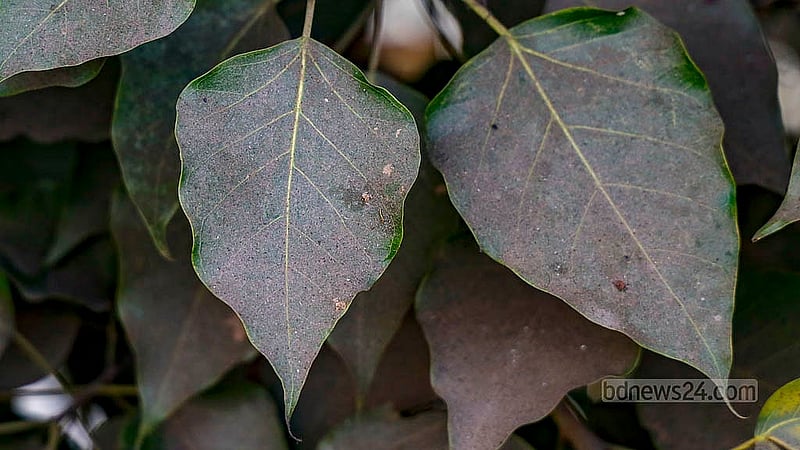 The dust on Dhaka's streets has become so intense that the leaves of every tree on the roadside have turned grey. Photo: Mahmud Zaman Ovi