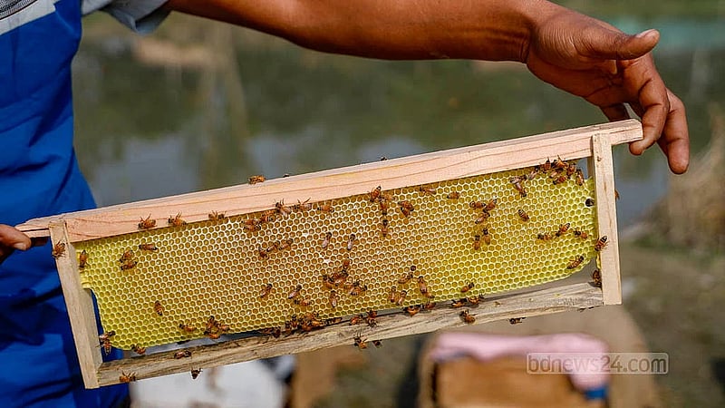 A farmer from Khan Organic" is busy with beekeeping in Manikganj's Singair. A new method is being used to rear bees for selling honey along with the comb in the market. Photo:  Mahmud Zaman Ovi