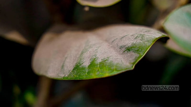 This winter, the dust and debris in Dhaka have turned the once-green leaves of roadside trees a dull grey. Photo: Mahmud Zaman Ovi