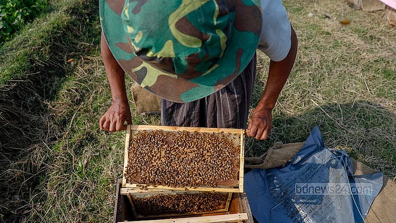 Due to cold weather and dense fog, honey collection from mustard flowers has started late this season. Beekeepers say delayed mustard cultivation has also postponed their work. Photo:  Mahmud Zaman Ovi