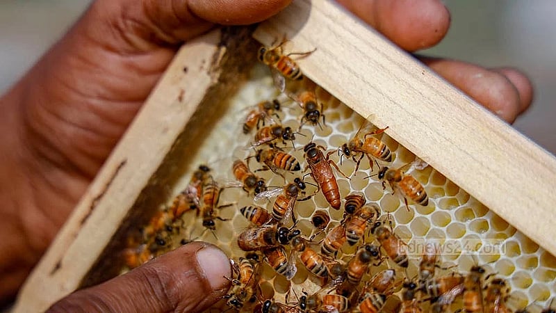 A farmer checks whether the queen bee is present inside a hive placed beside a mustard field in Manikganj's Singair. Photo:  Mahmud Zaman Ovi
