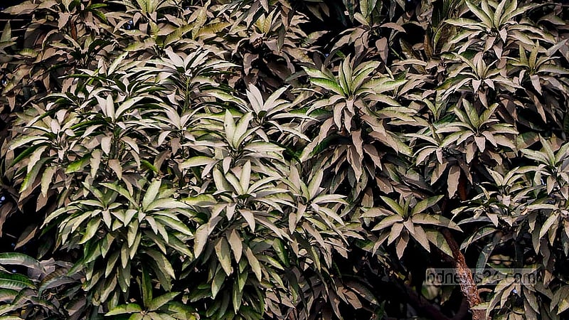 In Dhaka, the trees along the roads no longer appear green from a distance. The dust has turned the green leaves grey. Photo: Mahmud Zaman Ovi
