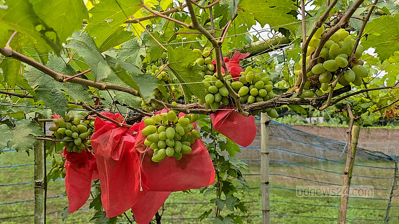 Clusters of grapes are hanging in a vineyard on the outskirts of Faridpur. Photo: Mofijur Rahman Shipon