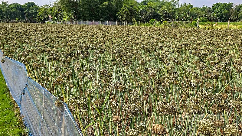 Farmers in Faridpur are optimistic about the yield of onion seeds this year. They are now waiting for favourable prices in the market. Photo: Sheikh Mofijur Rahman Shipon