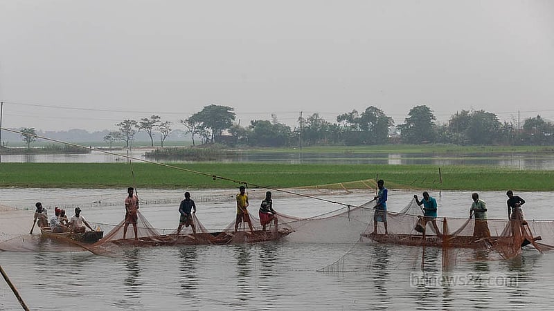 As winter nears in Bangladesh, the water levels of Tanguar Haor, the country's second-largest freshwater wetland, have begun to decrease. Fishermen are using big nets to catch fish in the clear waters. Photo: Mahmud Zaman Ovi