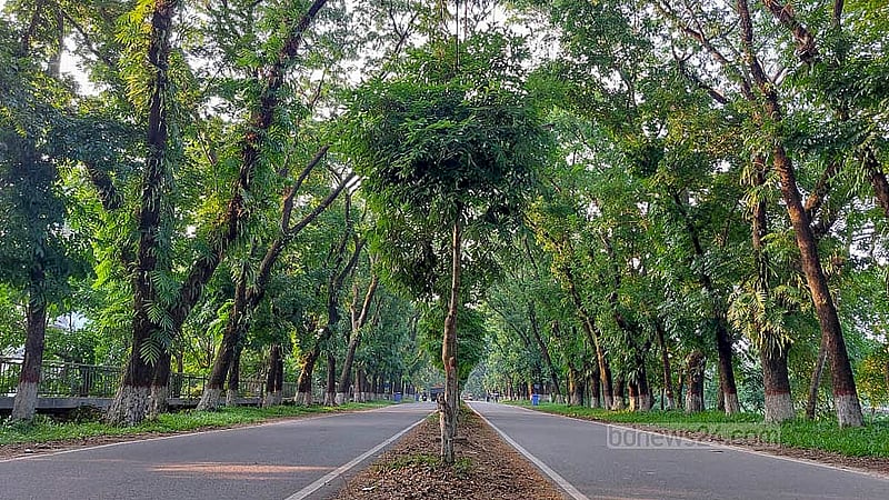 Rows of beautiful trees line both sides of the nearly one-kilometre-long road from the main gate of Shahjalal University to the roundabout.