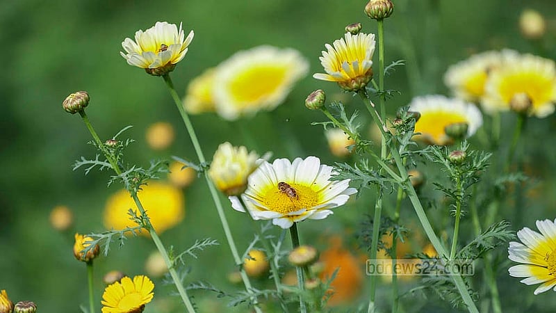 Bees and bumblebees crowd the many colourful flowers at the gardens in Ramna Park to collect honey. Photo taken on Tuesday, Jan 21, 2025. Photo: Abdullah al Momin