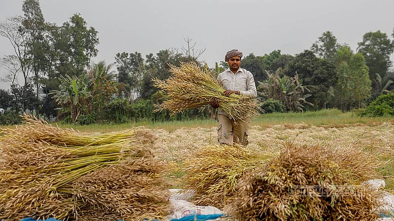 A day labourer in Sirajdikhan earns between Tk 500 and Tk 550 a day for carrying harvested mustard plants from the fields to farmers’ homes. Meals are also provided with each shift of work. Photo: Mahmud Zaman Ovi