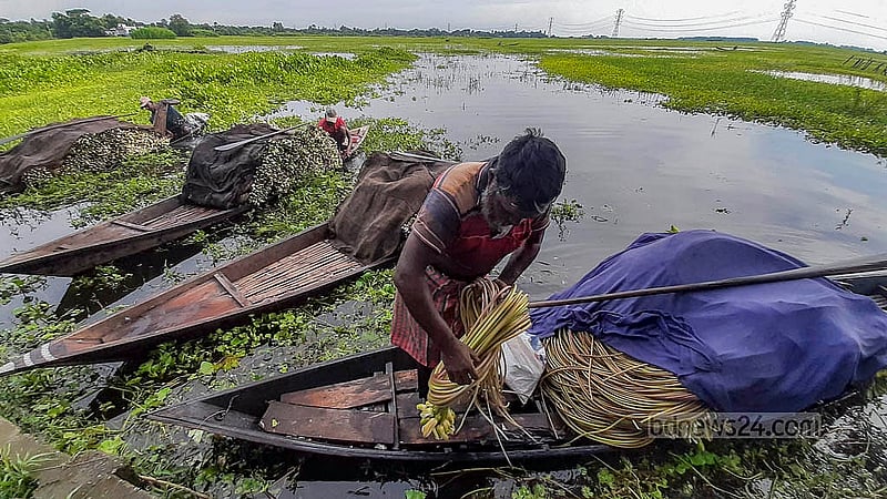 Locals wait for wholesalers after picking up water lilies from the Arial Beel. The wholesalers then transport them to various markets in Dhaka on pickup trucks. Photo: Abdullah Al Momin