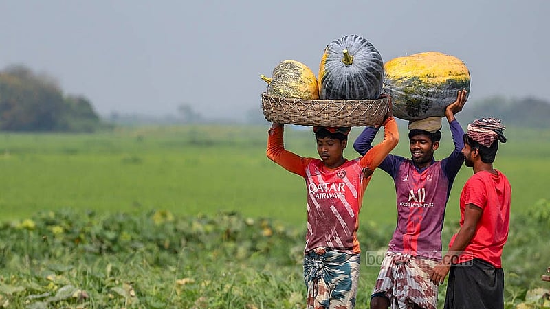 Farmers returning with ripe pumpkins from Arial Beel in Srinagar, Munshiganj. Photo: Abdullah Al Momin