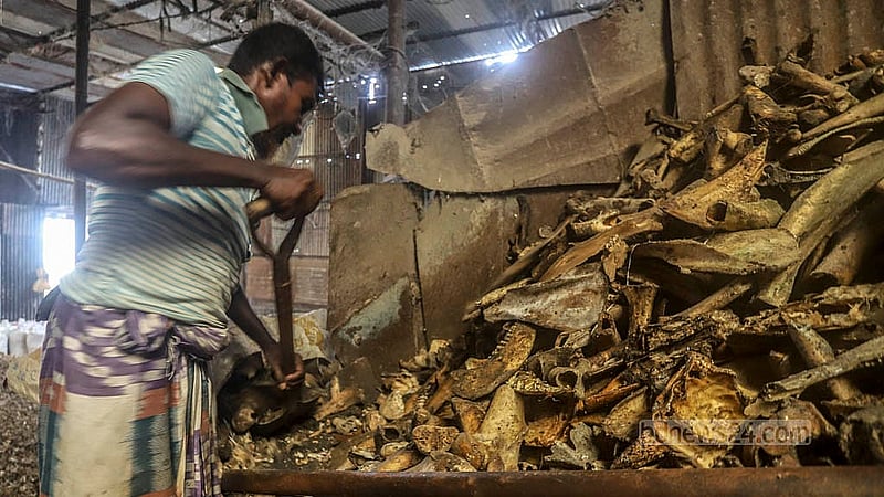 The crushed bones are fed into a machine for processing. Photo: Abdullah al Momin