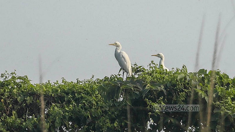 A flock of white egrets sets out in search of food across the vast fields in the Teghuria area of Dhaka’s South Keraniganj. Photo: Abdullah Al Momin