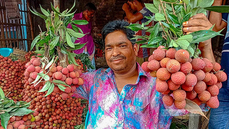 Sohrab, a lychee farmer from Dinajpur, said he had had a good harvest this year. However, just as the lychees started to ripen, severe heatwaves and continuous rain damaged the fruits. As a result, farmers had to pick the fruit early to avoid financial losses. Photo: Morshedur Rahman