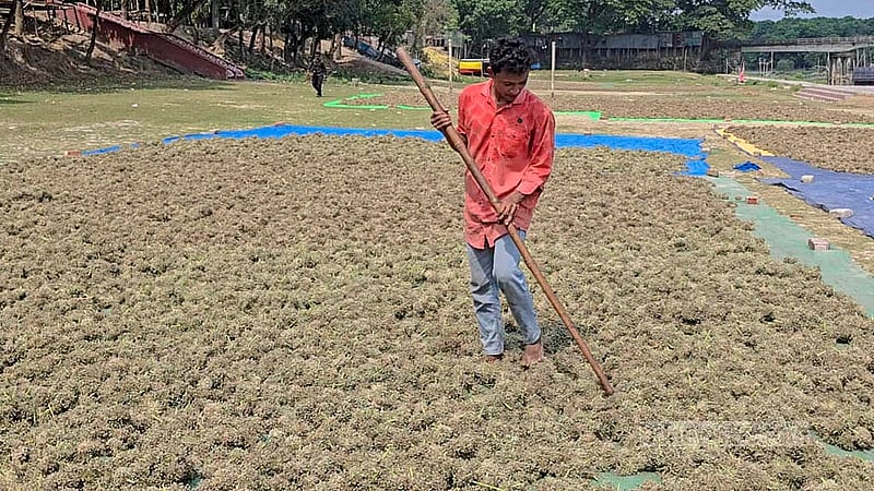 The sun has dried the onion flowers, and now it's time to gather the seeds. Photo: Sheikh Mofijur Rahman Shipon