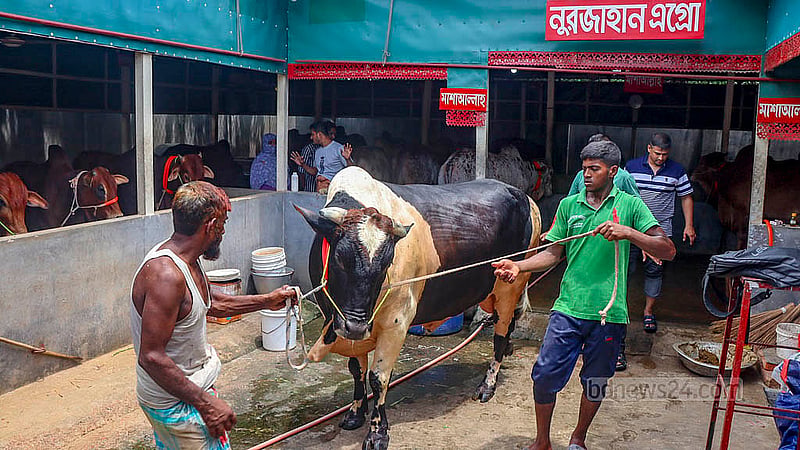 A cow named “Boss” from Nurjahan Agro Farm in the Chhotora area of Cumilla city weighs about 1,200kg. The black and white cow has been raised by farm owner Ripon for the past five years. Photo: Tanvir Dipu
