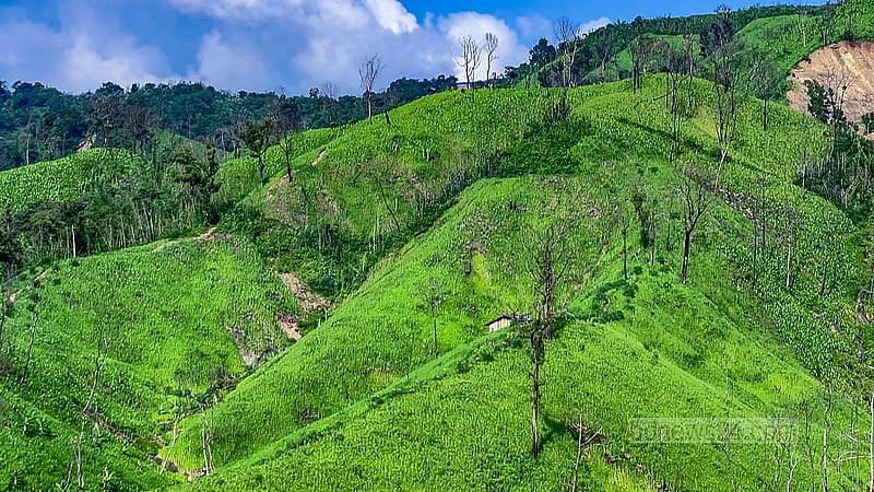 A bird’s eye view of crops cultivated by jhum farming in Rangamati’s Barkal area. Photo: Samir Mallik