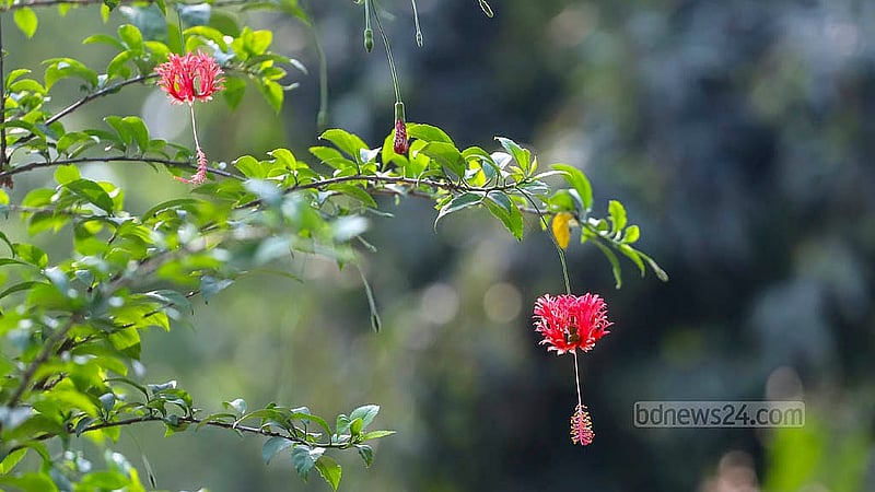 Jhumko Joba, a kind of hibiscus, blooms at the Faculty of Fine Arts in Dhaka University. Photo: Abdullah al Momin
