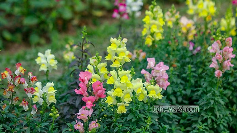 The festival has been decorated with 29 different varieties of flowers from Bangladesh and abroad. The event will conclude on Tuesday, Jan 20, 2026. Photo: Abdullah al Momin