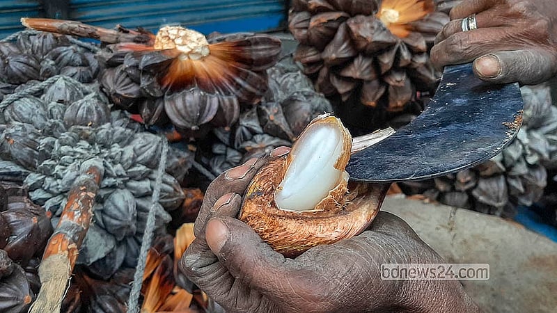 The inside of the Gol Fol looks similar to a palm. This fruit grows on the Golpata tree on the coast of the Sundarbans. Photo: Abdullah Al Momin