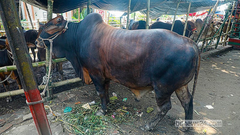 The asking price for this cow, brought from Jhenaidah, is Tk 500,000 at Dhaka's Postogola Shmashan Ghaat cattle market.  Photo: Abdullah Al Momin
