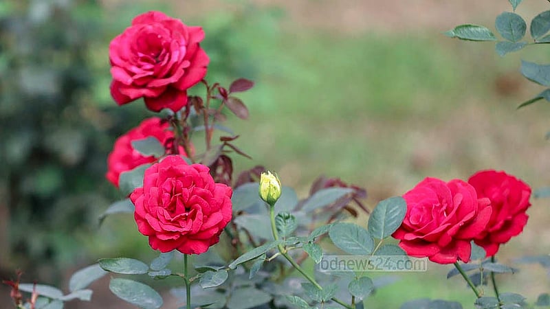 The gardens of Ramna Park have 10 different varieties of roses in different shades. Photo taken on Tuesday, Jan 21, 2025. Photo: Abdullah al Momin