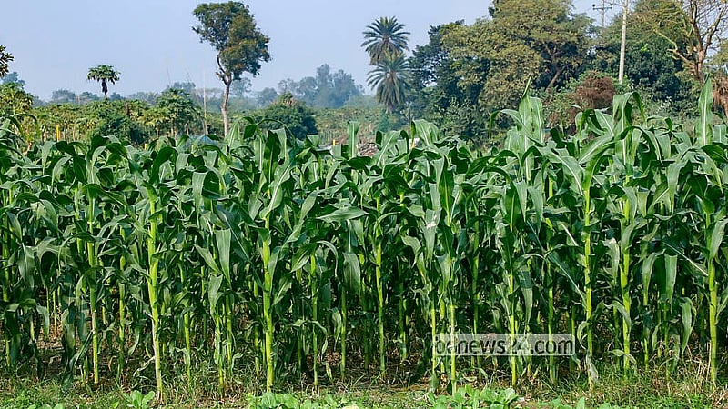 Sweet baby corn is cultivated at different villages in Dhaka’s Savar and Manikganj’s Singair Upazila. Photo: Abdullah al Momin