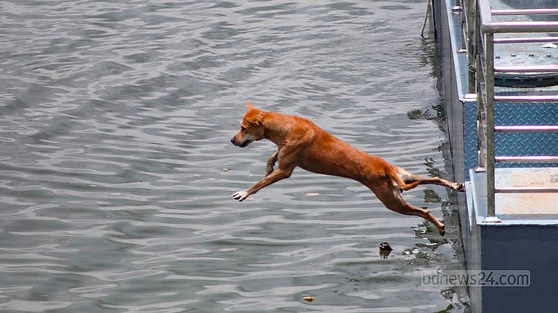Children swim in the lake near the Purbachal Expressway in Dhaka. A pet dog also joined them. Photo: Shamim-Us-Salehin