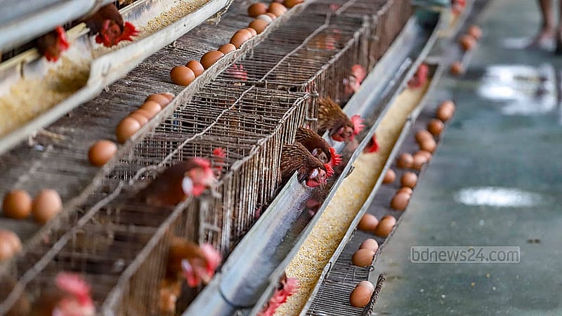 Eggs from caged chickens can be seen at a poultry farm in the Ghoshkanda area of Dhaka’s South Keraniganj. Photo: Abdullah al Momin