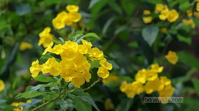 Yellow Tabbuia blooms at the Faculty of Fine Arts in Dhaka University. Photo: Abdullah al Momin