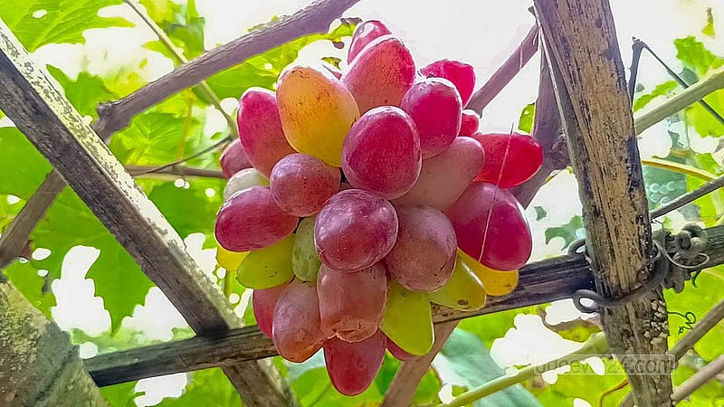 Entrepreneur Zillur Rahman from Rajbari has succeeded in his first try at farming a foreign variety of grapes. He has gotten a good yield after farming grapes on 16 decimals of land eight months ago and is now planning to expand the operation to one acre. Photo: Shamim Reza