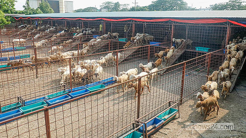 Fat-tailed sheep are being raised at Popular Agro and Dairy Farm in Rajendrapur, Keraniganj, Dhaka. The sheep are taken outside twice daily.  Photo: Abdullah Al Momin