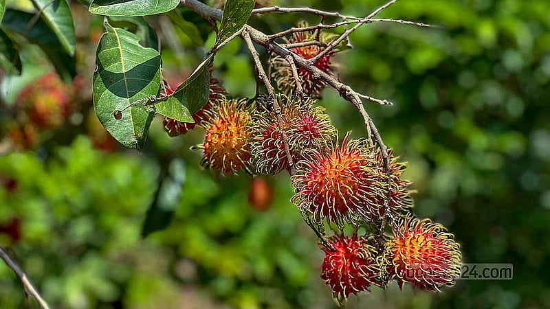 Akeipru Chowdhury, a doctor at the Mohalchhari Upazila Health Complex, has cultivated five species of rambutan on some land in Bihar Tila village in Khagrachhari’s Mohalchhari Upazila. Photo: Samir Mallick