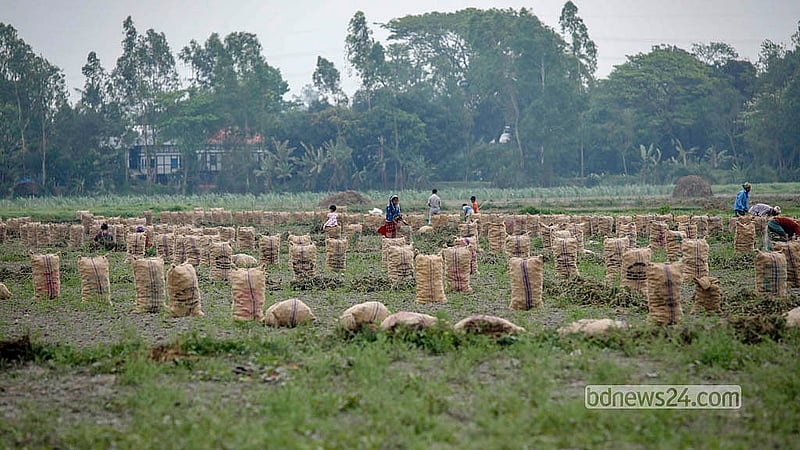 Potatoes harvested from the field are put into jute sacks. Farmers have to buy each empty sack for Tk 100. Photo: Abdullah Al Momin