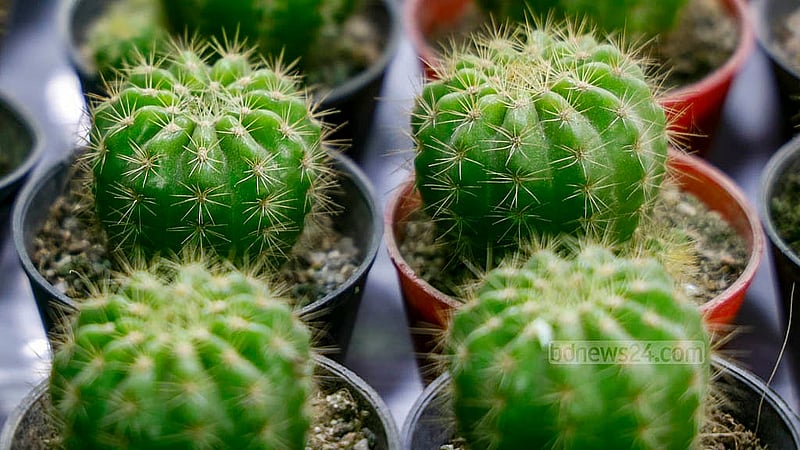 The fair offers a variety of indoor plants, particularly cacti, which are sought after because they need little care to grow. Photo: Mahmud Zaman Ovi