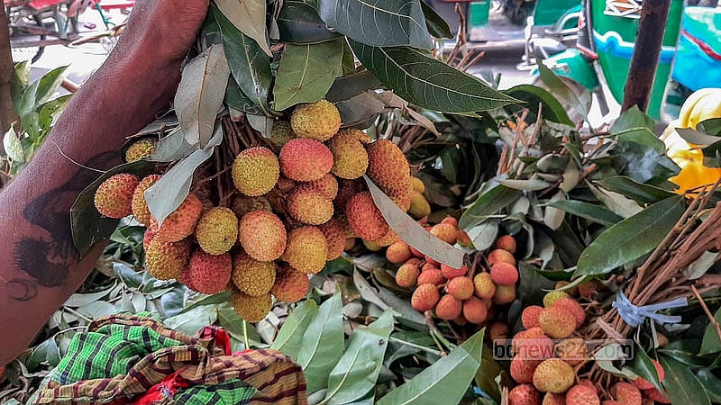 Lychees are starting to appear in the market. Although the fruits aren’t fully ripe yet, sellers are bringing them early in hopes of fetching high prices. In Dhaka’s Jurain, a hundred lychees are selling at up to Tk 400, depending on the size. Photo: Abdullah Al Momin