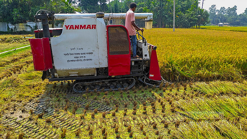 A combine harvester collects rice in crop fields in Habibullapur village at Sadullapur Upazila, Gaibandha. Photo: tazul islam Reza