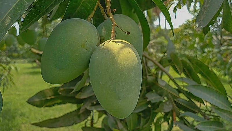 Each maund of Guti mango from Naogaon is being sold at Tk 1,000 to Tk 1,200 while Gopalbhog is being sold at Tk 1,800 to Tk 2,200 per maund. Photo: Sadequl Islam